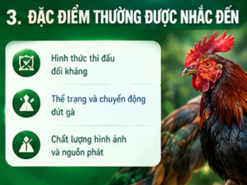 Những đặc điểm thường được nhắc đến khi nói về đá gà Thomo